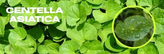 Centella Asiatica (Gotu Kola): The Miracle Ingredient for Skincare, commonly known as gotu kola, is a powerful botanical ingredient celebrated for its remarkable properties in skincare